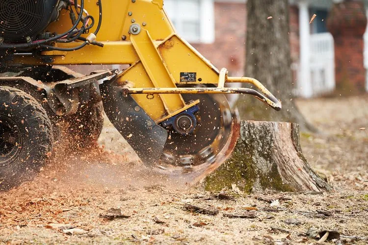 Tower Tree team member performing residential tree care and pruning